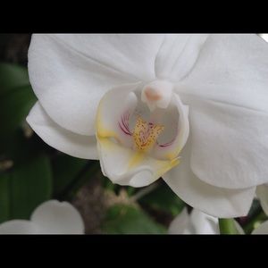 Meet your Posher, Sigourney